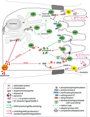 The Role of Plasma Membrane Sodium/Hydrogen Exchangers in Gastrointestinal Functions: Proliferation and Differentiation, Fluid/Electrolyte Transport and Barrier Integrity